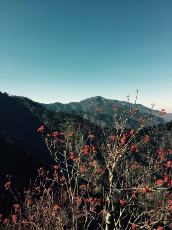 view of Mt. LeConte from Charlie's Bunion