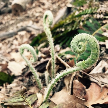 Laurel Mountain Trail - ferns