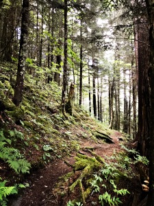 Balsam Mountain Trial - trail