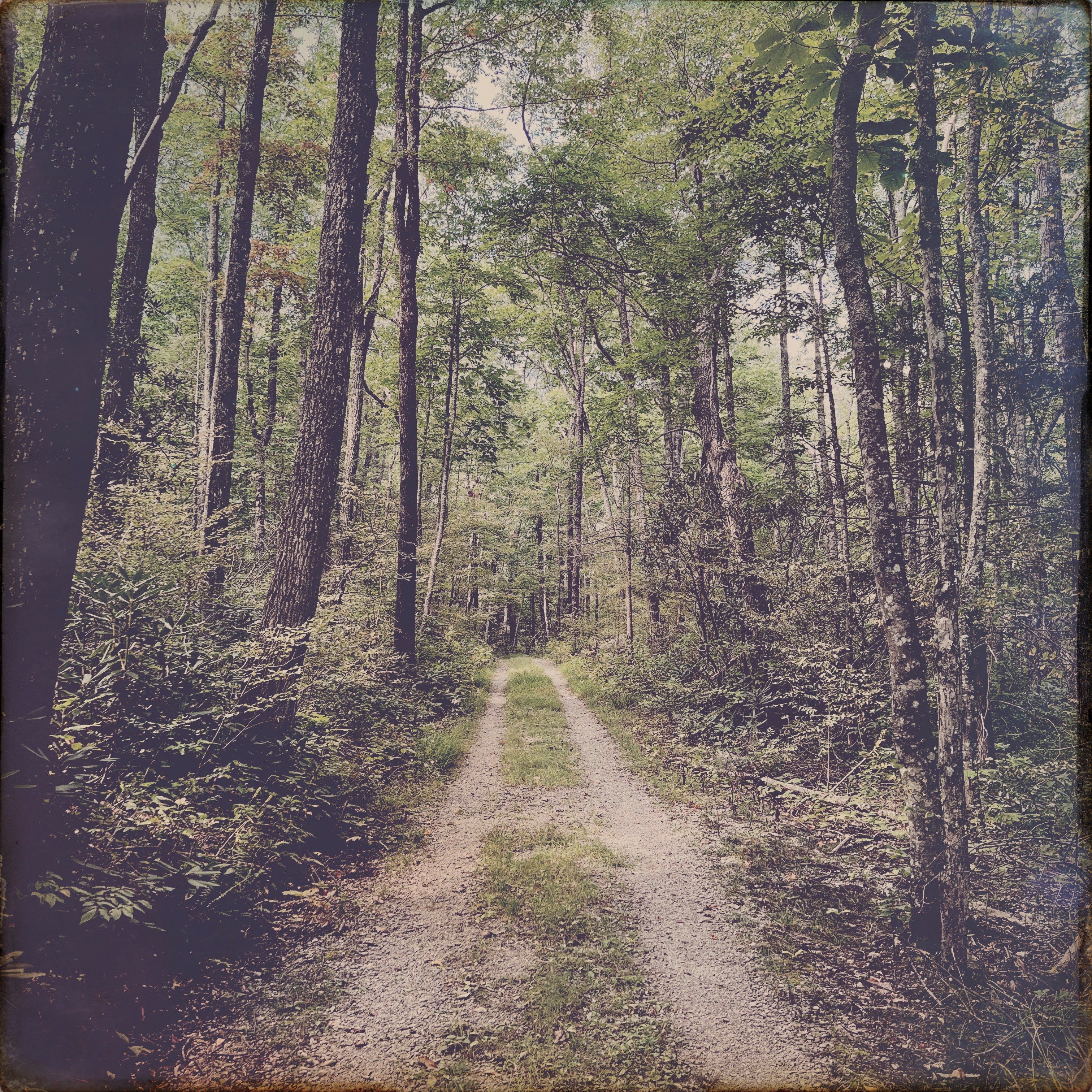 Old Sugarlands Trail - road
