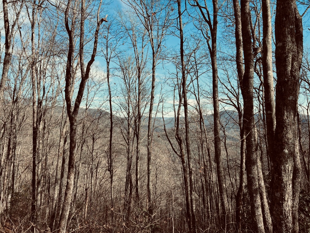 Springhouse Branch Trail - view from near Board Camp Gap of mountains