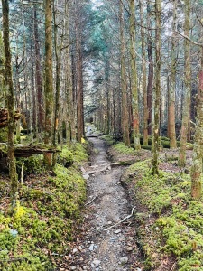 Sugarland Mountain Trail - alpine forest